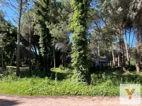 Caoba y Urraca