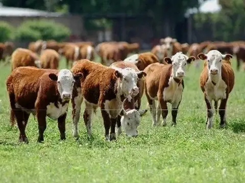 Campo en Venta de 4.200  ha