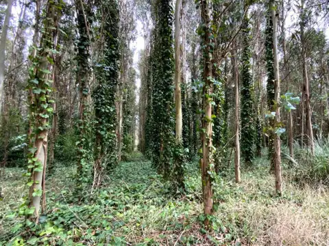 Terreno en Venta en Camet, USD 67.000