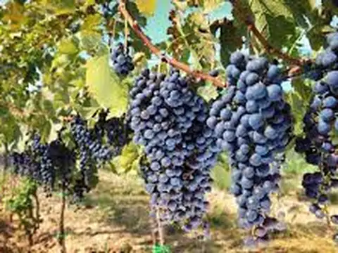 Ruta 143 BODEGA CHAMPAGNERA