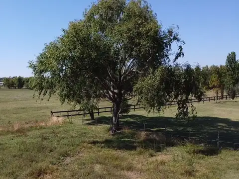 Haras El Malacate Lote 76