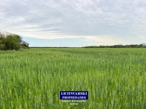 Campo en Venta Agrícola