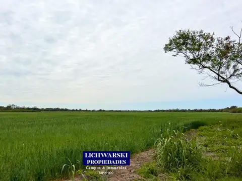 VENTA CAMPO AGRÍCOLA SOBRE RUTA PROVINCIAL 6 | US$ 3.500/HA. | Las Breñas, Chaco.