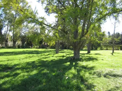 Pío XII 3500