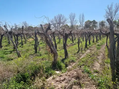 VENTA MAGNIFICA FINCA 8HAS BARRANCAS MAIPU