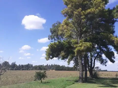 Campo en venta - Casilda