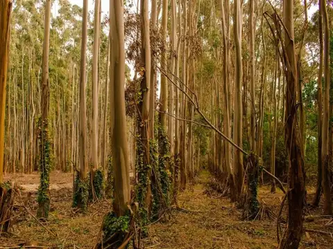 Terreno en Venta 38  mts Fondo