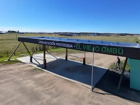 El Viejo Ombu