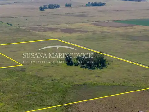 Campo de 40 hectareas en venta en Tuyuti