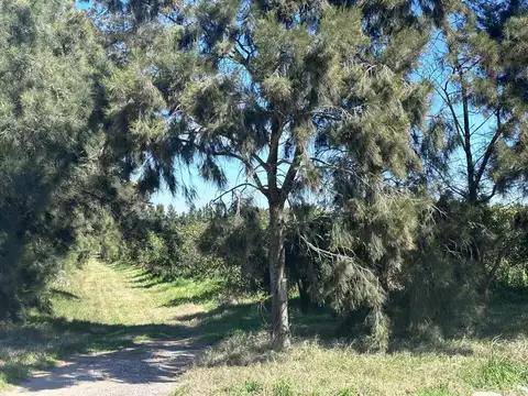  Venta de Campo sobre Ruta 1 Kilometro 16         