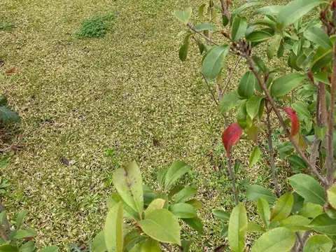 Lagoon Pilar , Piso PB