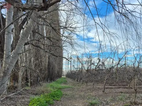 Chacra de 12 Hectareas en Venta en  ALLEN RIO NEGRO