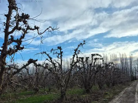 Chacra de 12 Hectareas en Venta en  ALLEN RIO NEGRO