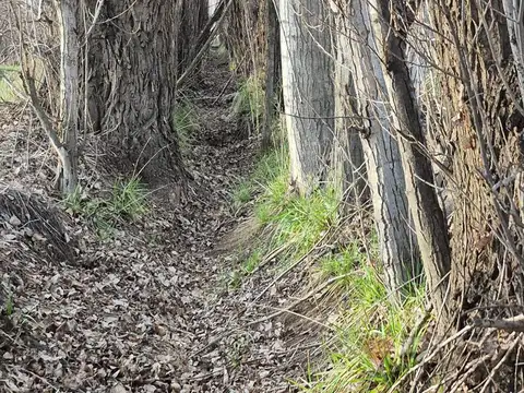 Chacra de 12 Hectareas en Venta ALLEN