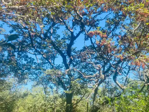 El Algarrobal , Las Chacras