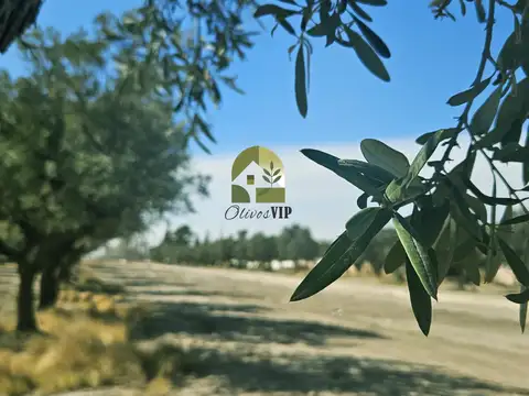 LOTES OLIVOS VIP SAN RAFAEL MENDOZA