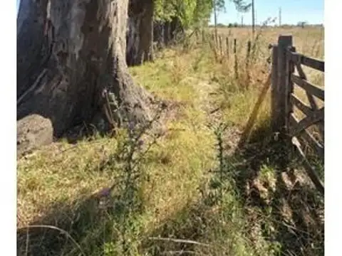Campo - Uribelarrea