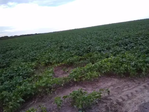 Campo - Fortin Inca