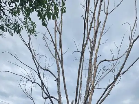 Terreno en Venta 12  mts Frente