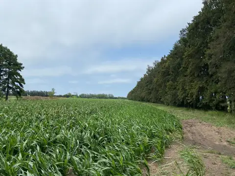 Campo en Venta de 20  ha