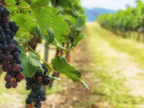 Vendemos lote en Tupungato Valley