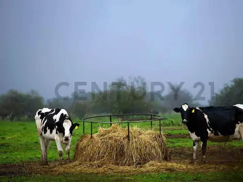 Campo ganadero 65 ha – Colonia Tacurales (Santa Fe)