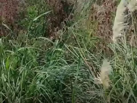 Campo en Ataliva