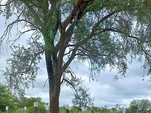 Campo en venta - 12.000.000Mts2 - Santiago del Estero