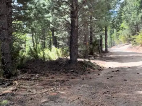 Piedra San Francisco 100