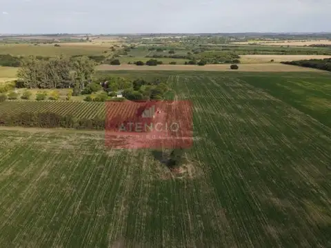 Campo agrícola de 16 hectáreas en Corrales - Proximo a Antelo – Entre Ríos