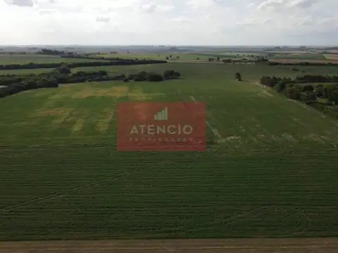 Campo agrícola de 16 hectáreas en Corrales - Proximo a Antelo – Entre Ríos