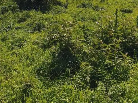 Terreno en Venta 43  mts Fondo