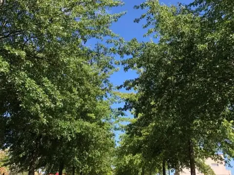 Terreno en Venta 45  mts Fondo