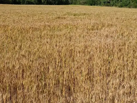 Terreno en calle Selva de Montiel