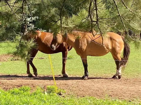 Terreno en Venta de 5000,0 m2