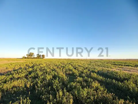 CAMPO EN VENTA | 32,5 HECTÁREAS PRODUCTIVAS EN MELINCUÉ