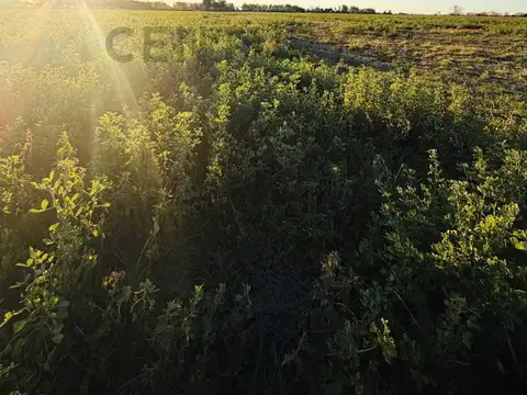 CAMPO EN VENTA | 32,5 HECTÁREAS PRODUCTIVAS EN MELINCUÉ
