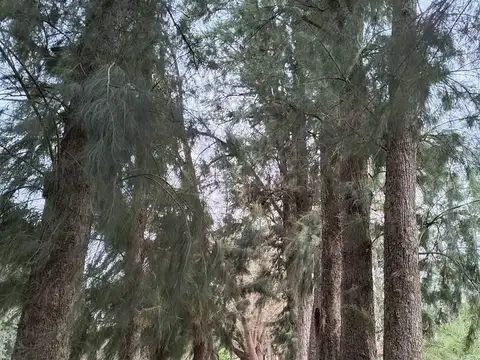 Terreno en Rama Negra