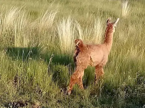 Terreno en Venta de 1000,0 m2