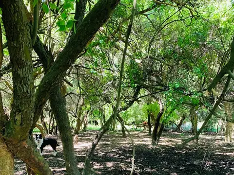 CHACRA CAMPO VENTA MADARIAGA TIO DOMINGO GANADERO