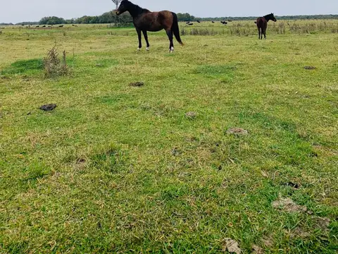 CHACRA CAMPO VENTA MADARIAGA TIO DOMINGO GANADERO