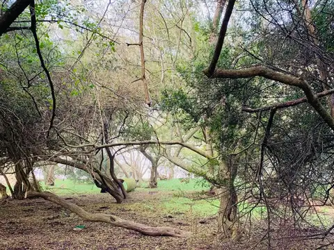 CHACRA CAMPO VENTA MADARIAGA TIO DOMINGO GANADERO