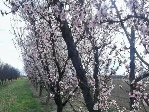 Venta de FINCA, GENERAL ALVEAR, MENDOZA.