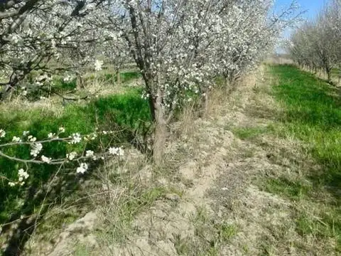 Venta de FINCA, GENERAL ALVEAR, MENDOZA.
