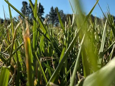 LOTES EL "EL TROPEZON DE ARECO"