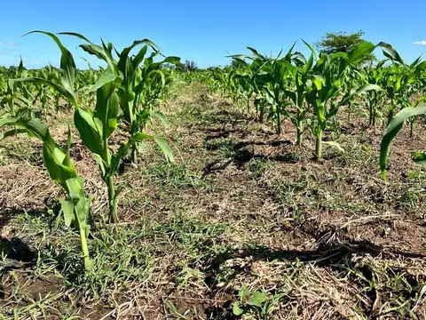  VENTA  CAMPO 16HAS - NAVARRO, PROVINCIA DE BUENOS AIRES