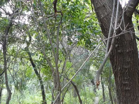 L. Morán y Román González