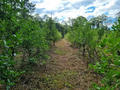 Lote de 10 hectáreas en San Vicente, Misiones
