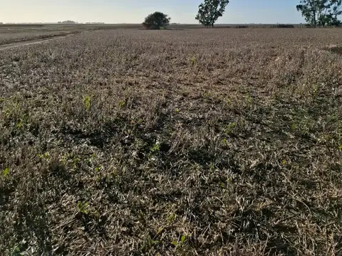 Campo en Venta de 300  ha