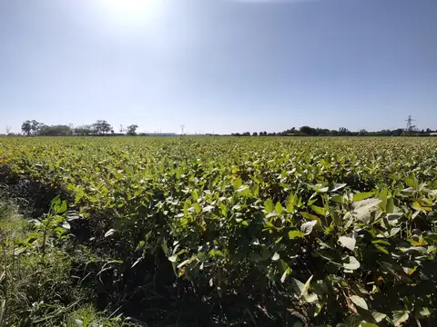 Campo - San Nicolas De Los Arroyos